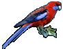 parrot picture